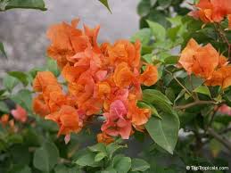 Pin On Bougainvilleas