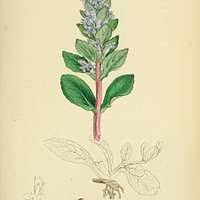 Image result for Psilotrichum scleranthum