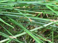 Image result for Eleocharis mutata