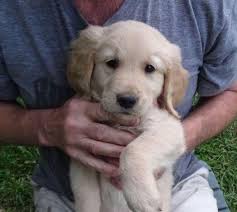 Check spelling or type a new query. Maxwell A Very Handsome Golden Retriever Puppy For Sale In Springfield Missouri Classified Americanlisted Com