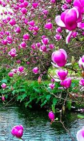 Maybe you would like to learn more about one of these? 53 Flowering Trees Ideas Flowering Trees Beautiful Tree Beautiful Flowers