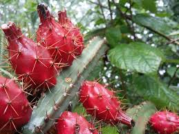 Image result for Cactaceae