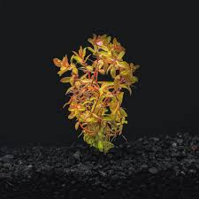 Image result for Nesaea pedroi