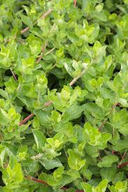 Image result for Cliffortia