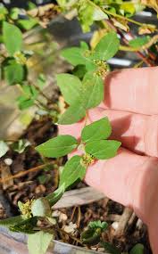 Image result for Euphorbia ophthalmica