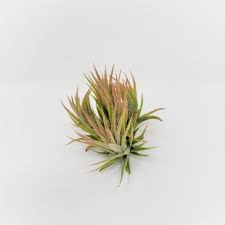 Image result for Landolphia incerta