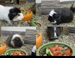 My Guinea Pigs Flecki Maki Wuschel And Flauschi German