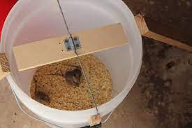 Homemade Mouse Traps Mouse Traps Mouse Trap Diy