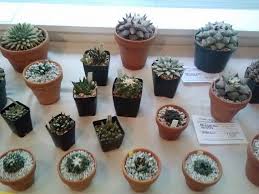 To see amazing succulents in elegant art pots, attend a cactus & succulent society show. Cactus And Succulent Society Of Greater Chicago Home Facebook