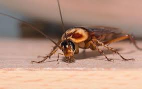 How to Get Rid of Cockroaches in Your Home: 7 Important Steps