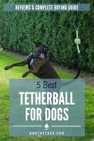 5 Best Tetherball For Dogs Reviews And Complete Buying Guide Tetherball Outdoor Dog Toys Dog Entertainment