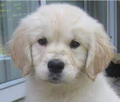 We have two beautiful red mini poodle puppies for sale!! Golden Retrievers Ontario British Style Golden Retrievers