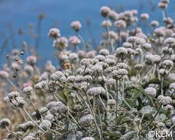 Image result for Eriospermum flexuosum