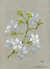 66cad7da3b8a194e4a945eed584ce410 D4s8nzw Jpg 848 1168 Jasmine Flower Tattoos Flower Drawing Flower Painting