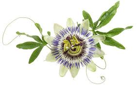 Plante grimpante à fleurs étonnantes, la passiflore fait partie de la famille des passifloracées. Phytotherapie Les Plantes Du Sommeil