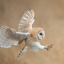 Barn Owl Surveys - Phase I & II surveys in the UK | Ecosupport | Ecosupport