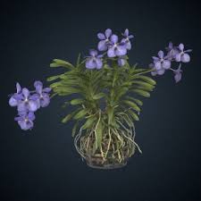 Image result for Vanda coerulea
