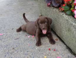 Petland orlando puppies & small animals. Chocolate Labrador Puppies For Sale Swansea Swansea Pets4homes