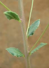 Image result for Talinum crispatulum