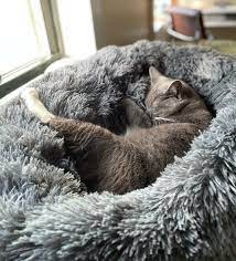 32 Things To Buy Your Cat Just Because