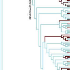 Image result for Flabellariopsis acuminata
