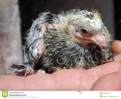 Bebe Do Nestling Do Pombo Foto De Stock Imagem De Pombo 24218050 Самые новые твиты от nayibe pombo (@nayibepombo): dreamstime