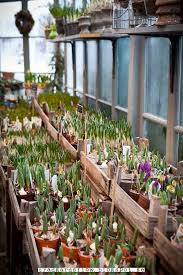 Pin By A Fox On Greenhouse Conservatory Garden Shed Studio Garden Bulbs Plants Greenhouse Gardening