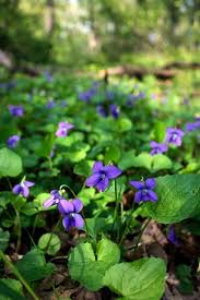 Wood Violets Behind The Stone Wall Pflanzen Fruhlingsgarten Blumen Anbauen