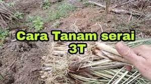 Cara tanam serai versi mencuit hati oleh malau azam. Cara Tanam Serai Tanaman 3t Youtube