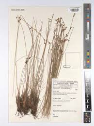 Image result for Bulbostylis schoenoides