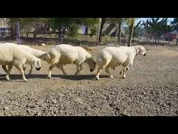 Kangal Kocu Youtube