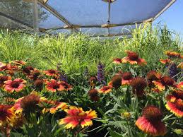 Maybe you would like to learn more about one of these? Landscaping Services Yano S Nursery