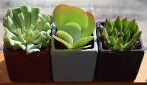 Maybe you would like to learn more about one of these? Winter Care Of Indoor Plants Unl Water