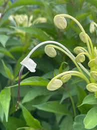 Image result for Clerodendrum incisum