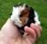 Calico Abyssinian Guinea Pig