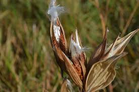 Image result for Asclepias palustris