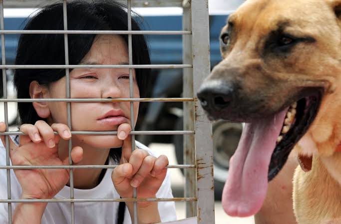 South Korea's biggest dog meat market stays open, despite promises to shut  it | Mashable