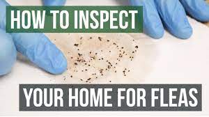 They could spread the fleas into your house and make your job that much harder. How To Inspect Your Home For Fleas 4 Easy Steps Youtube
