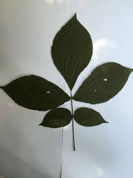 Hickory is a type of tree, comprising the genus carya, which includes around 18 species. Shagbark Hickory Leaf Hickory Leaf Plant Leaves Leaf Tattoos