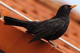 Die Amsel Vom Waldvogel Zum Gartenvogel Nabu Amsel Einheimische Singvogel Vogel Im Garten