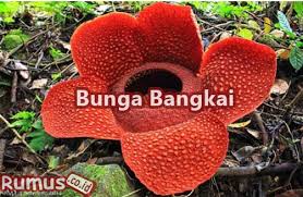 Nama latin tumbuhan bunga dan tanaman hias. Nama Latin Tumbuhan Gambar Lengkap 100 Macam Tumbuhan