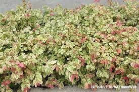 Image result for Bridelia