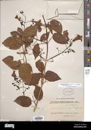 Image result for Tanaecium