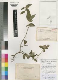 Image result for Lankesteria