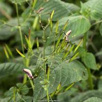 Image result for Brillantaisia lamium