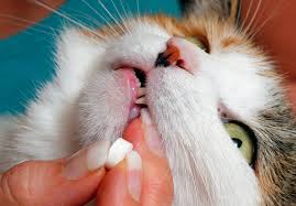 If after deworming the cat, it still acts the same way i would take it to the vet because. How Do I Treat My Cat For Worms Your Cat