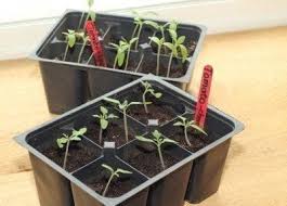 Vegetable Seed Planting Starting Seeds Indoors Vs Direct