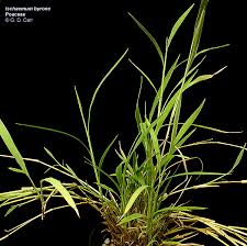 Image result for Ischaemum