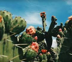 Mexican Nature Mexico Wallpaper Mexico Culture Mexico Pictures