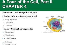 Animal cells are the basic unit of life in organisms of the kingdom animalia. A Tour Of The Cell Part Ii Chapter 4 Features Of The Eukaryotic Cell Cont Endomembrane System Continued O Golgi Apparatus O Lysosomes O Vacuoles Ppt Download